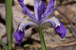 Dwarf crested iris